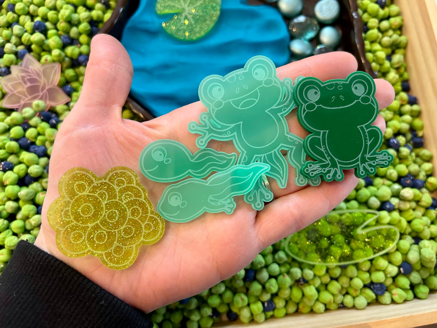 Acrylic Frog life cycle