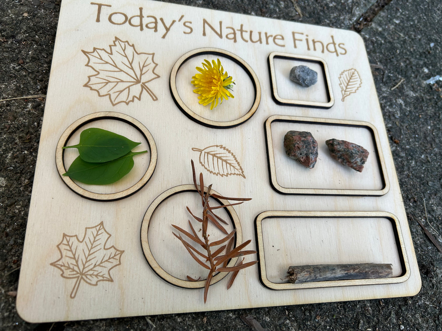 Nature Finds Collection Board