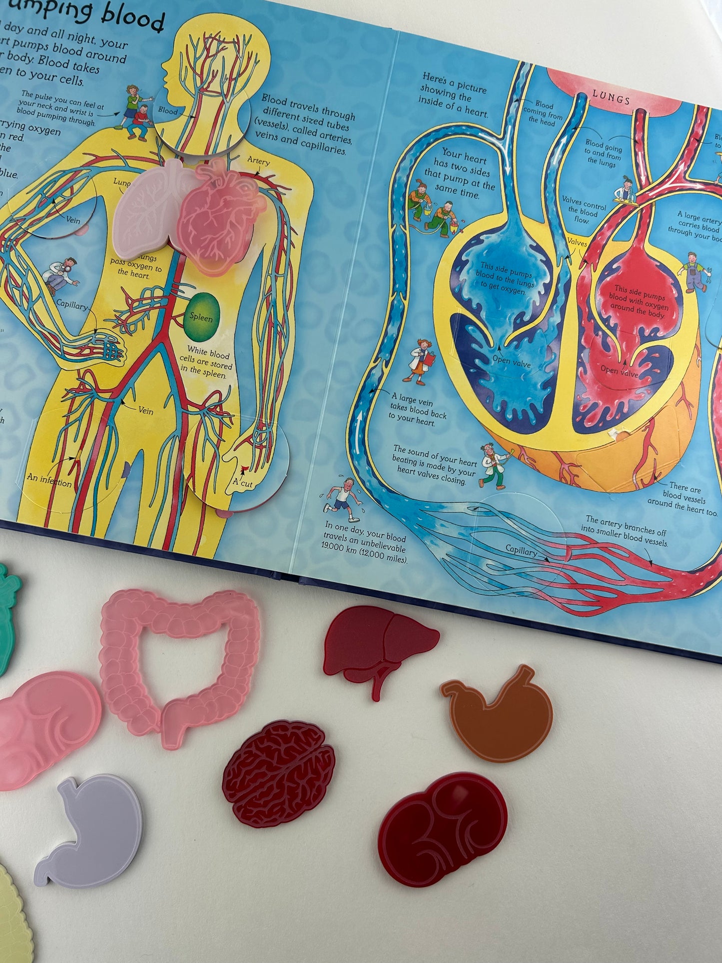 Acrylic Human Organs Loose parts