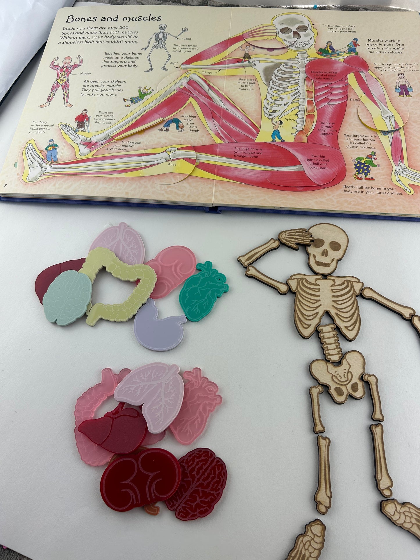 Wood Skeleton Pieces - Loose parts