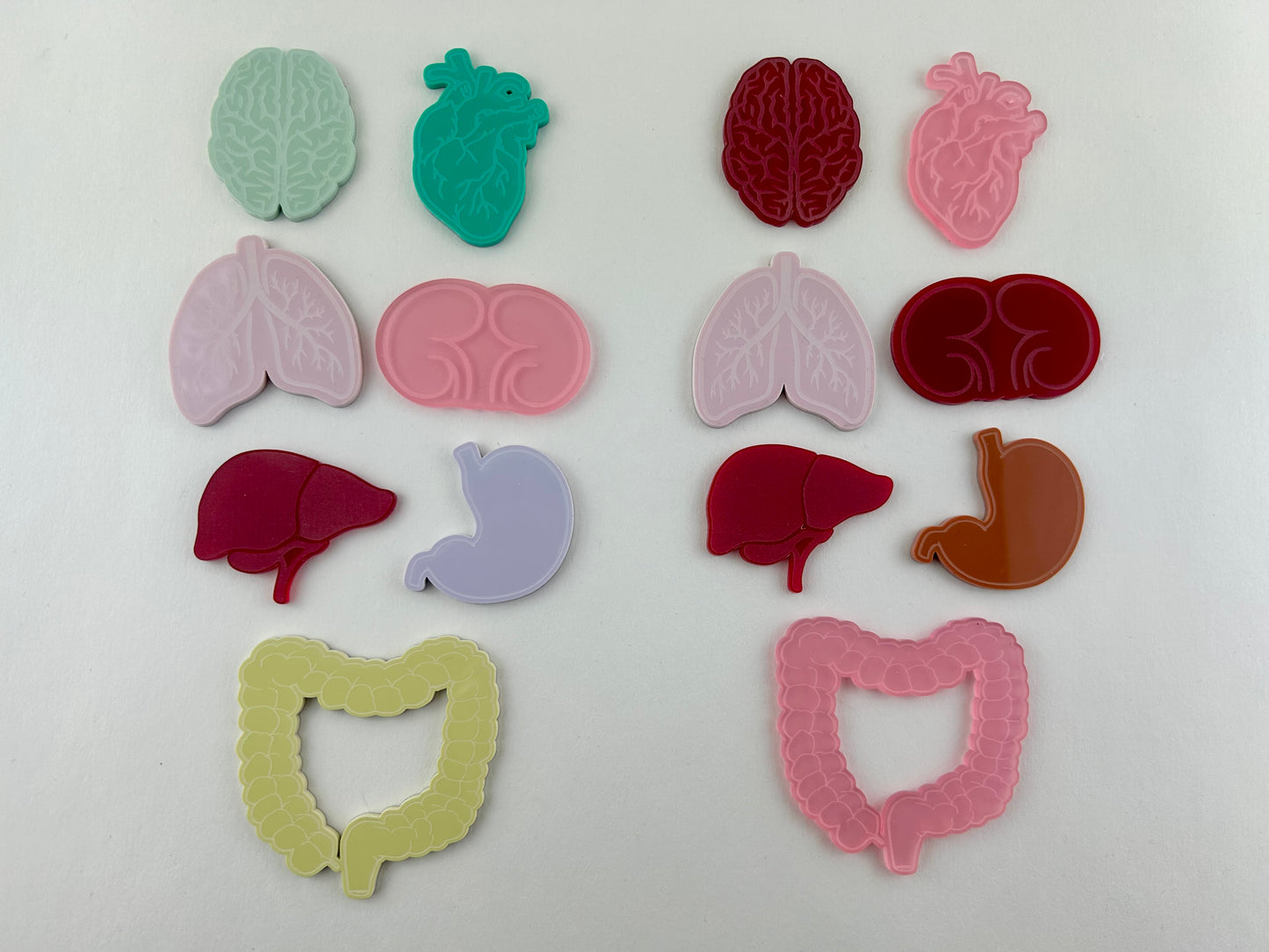 Acrylic Human Organs Loose parts