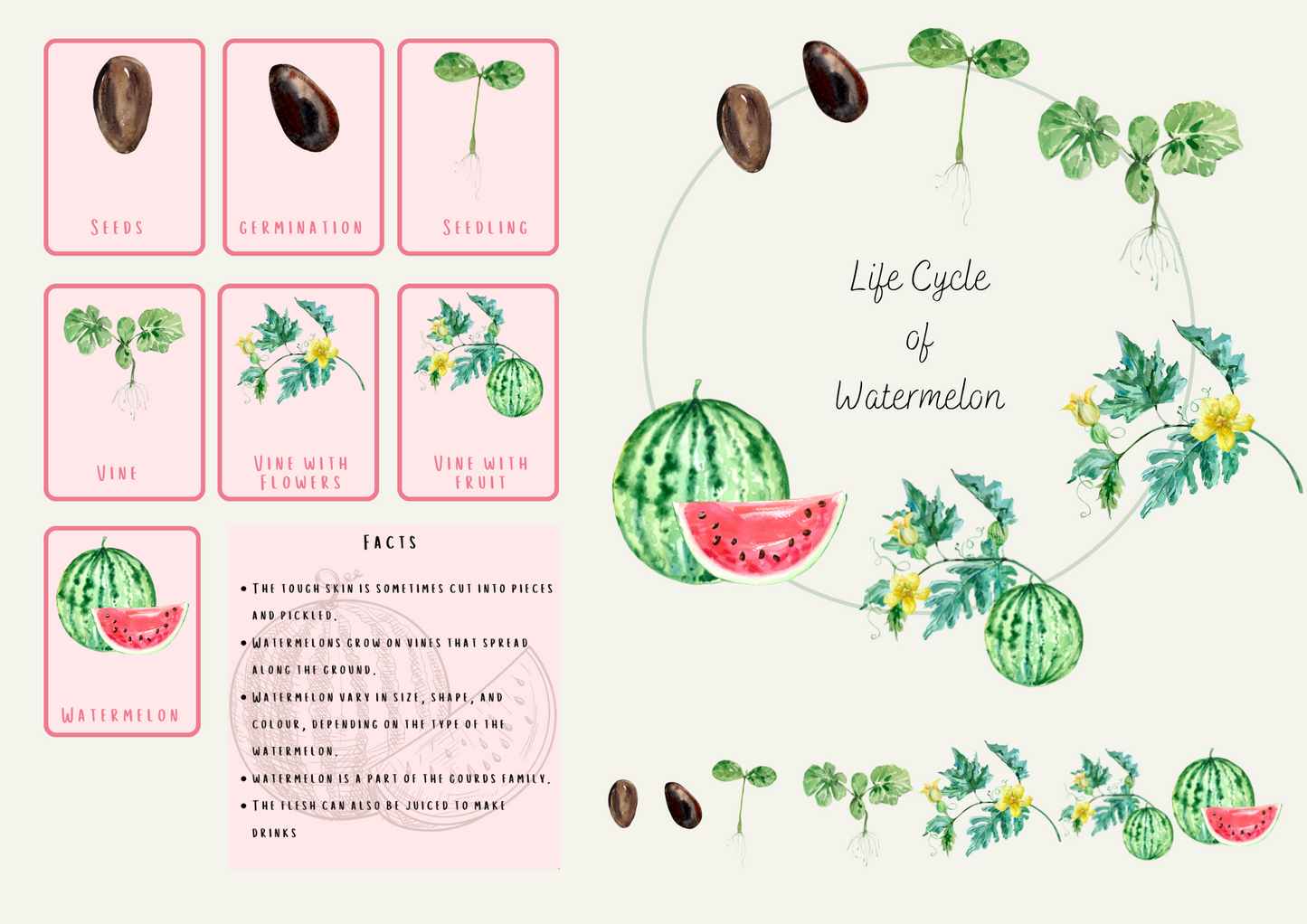 Life Cycle of Watermelon - PRINTABLE