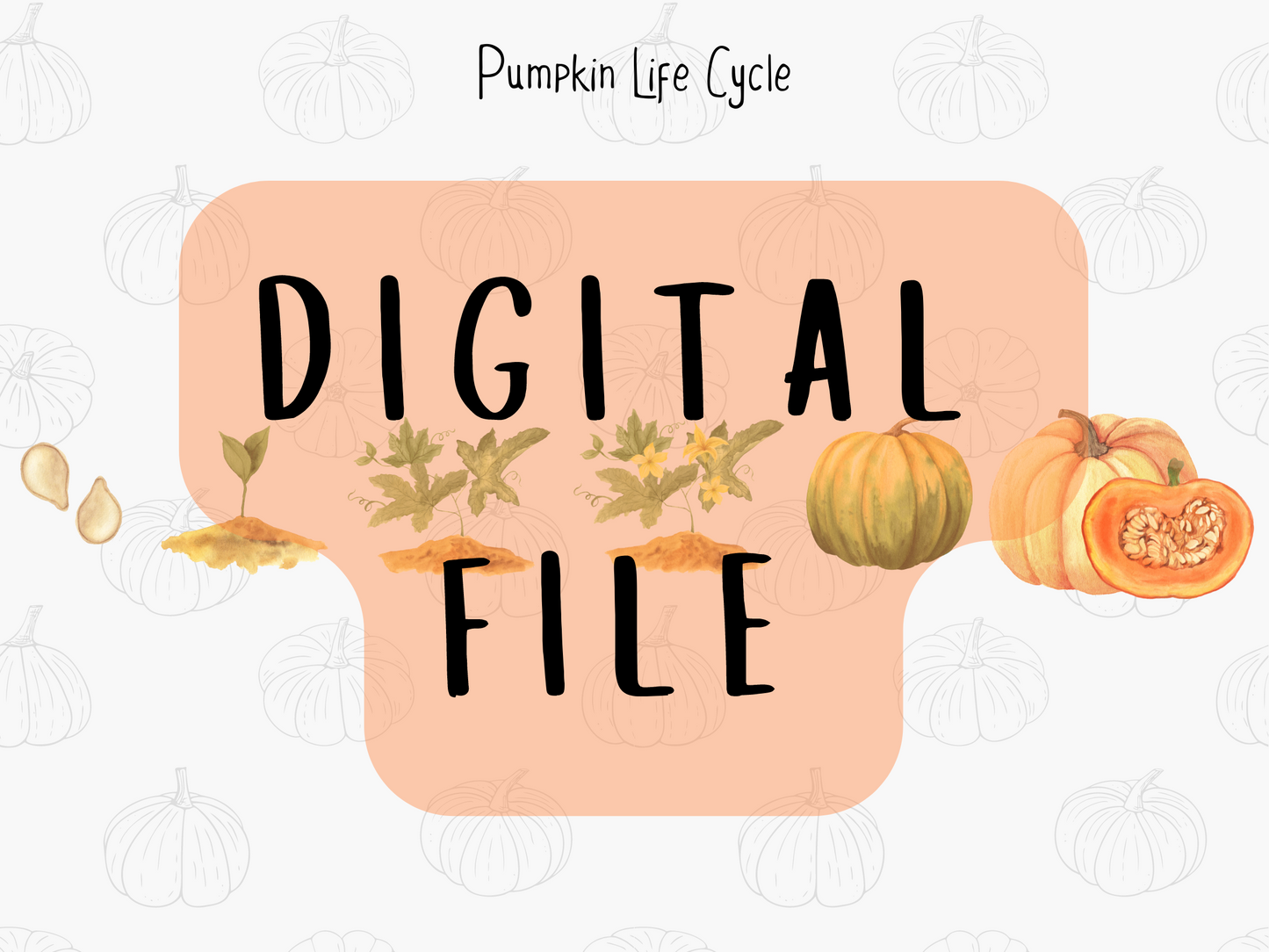 Pumpkin Life Cycle - PDF