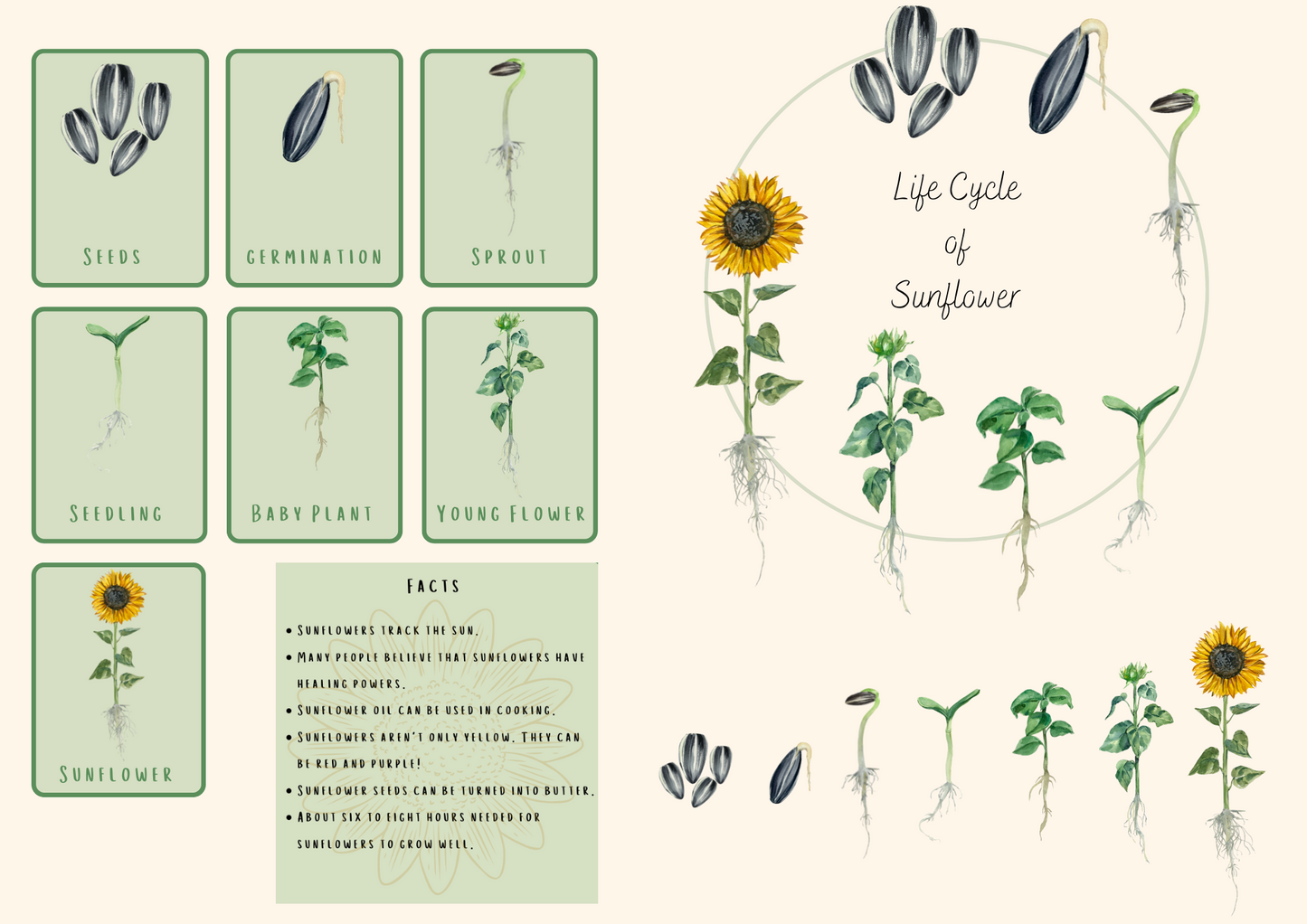 Life Cycle of Sunflower - PRINTABLE